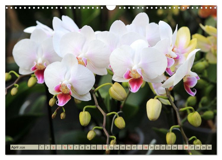 Produktbild: Beliebte Orchideen (Wandkalender 2026 DIN A3 quer), CALVENDO Monatskalender