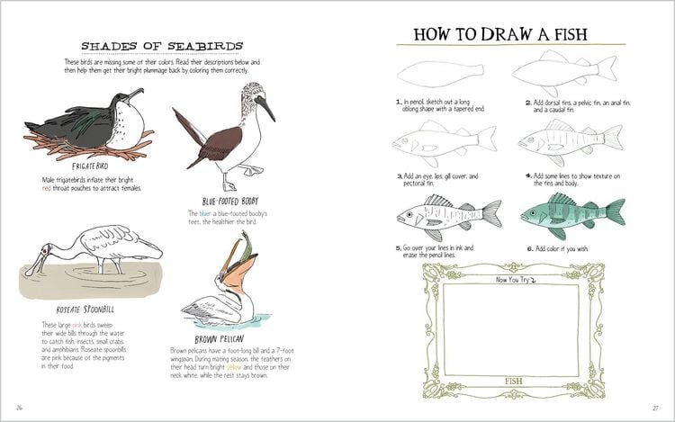 Produktbild: Julia Rothman's Ocean Anatomy Activity Book