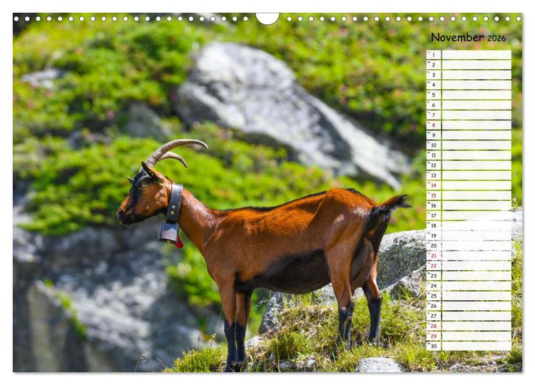 Produktbild: Ziegenfreude (Wandkalender 2026 DIN A3 quer), CALVENDO Monatskalender
