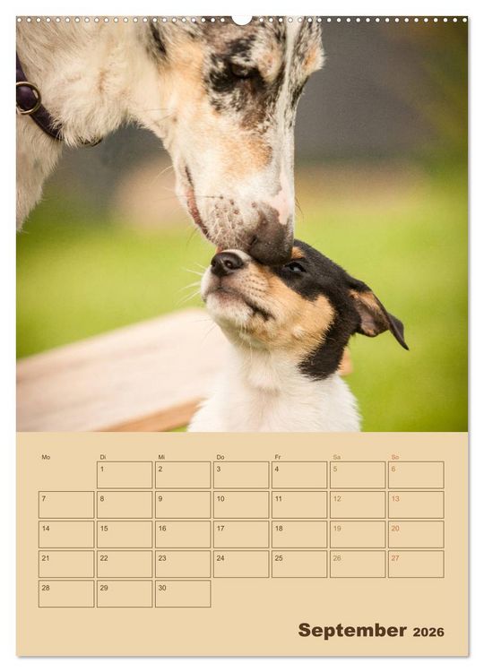 Produktbild: Kurzhaarcollies (Wandkalender 2026 DIN A2 hoch), CALVENDO Monatskalender