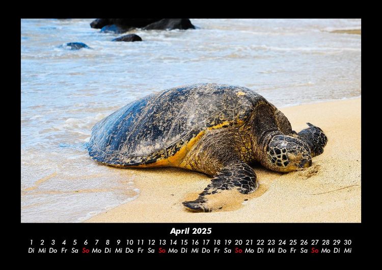 Produktbild: Schildkr&ouml;tenzauber 2025 Fotokalender DIN A3