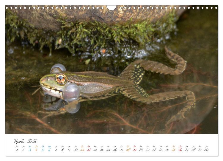 Produktbild: Frosch Karl, Hans und Max im Einklang der Natur (Wandkalender 2026 DIN A3 quer), CALVENDO Monatskalender
