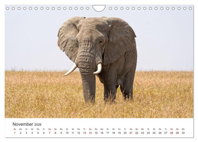 Produktbild: Tier Portraits Tansania (Wandkalender 2026 DIN A4 quer), CALVENDO Monatskalender