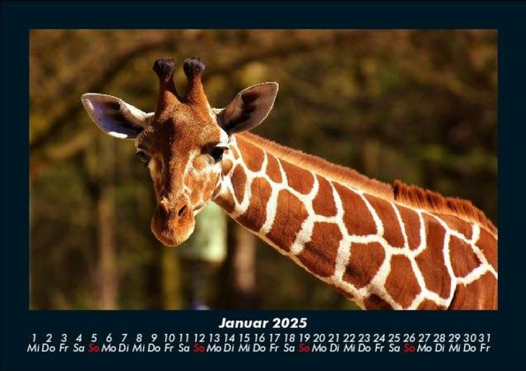 Produktbild: Giraffen 2025 Fotokalender DIN A5