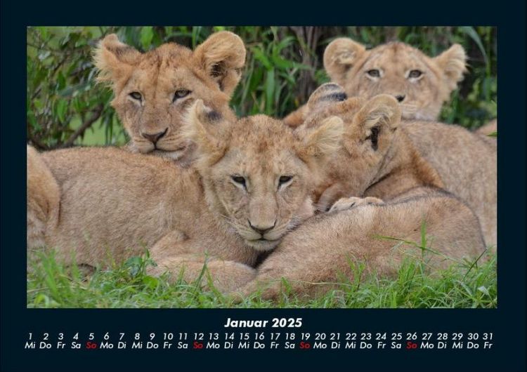 Produktbild: Tiere in der Wildnis 2025 Fotokalender DIN A4