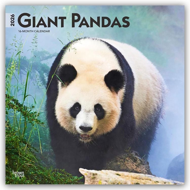 Produktbild: Giant Pandas – Großer Panda – Pandabären 2026 – 16-Monatskalender