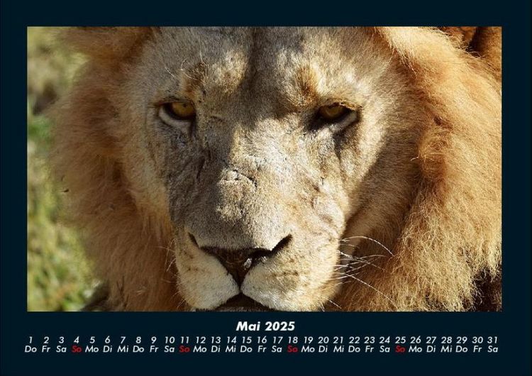 Produktbild: L&ouml;wen in der Wildnis 2025 Fotokalender DIN A4