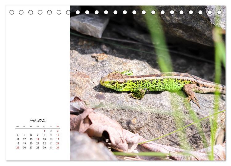 Produktbild: Eidechsen, flinke R&auml;uber (Tischkalender 2026 DIN A5 quer), CALVENDO Monatskalender