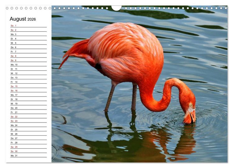 Produktbild: Elegante Flamingo (Wandkalender 2026 DIN A3 quer), CALVENDO Monatskalender