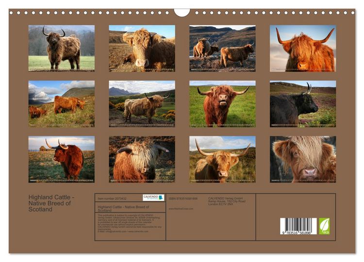 Produktbild: Highland Cattle - Native Breed of Scotland (Wall Calendar 2026 DIN A3 landscape), CALVENDO 12 Month Wall Calendar