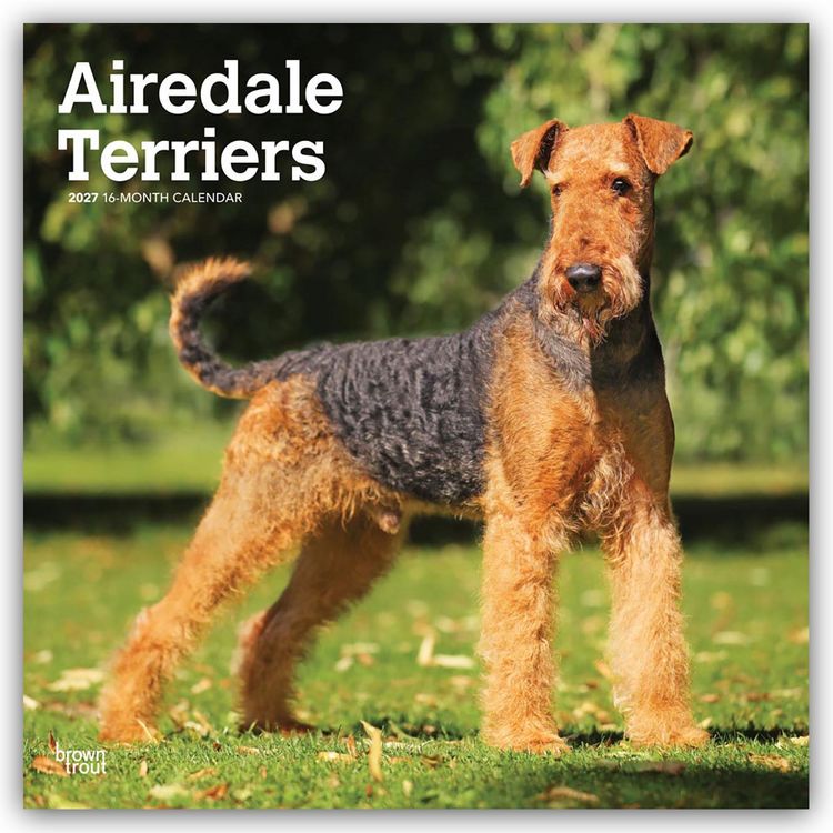 Produktbild: Airedale Terrier 2027 &ndash; 16-Monatskalender