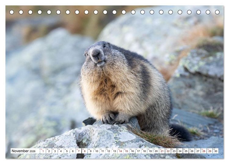 Produktbild: Unterwegs in den Hochalpen - Das Alpenmurmeltier im Herbst (Tischkalender 2026 DIN A5 quer), CALVENDO Monatskalender