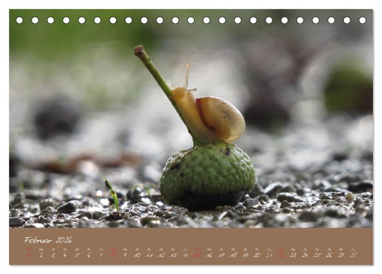 Produktbild: Schneckchen (Tischkalender 2026 DIN A5 quer), CALVENDO Monatskalender