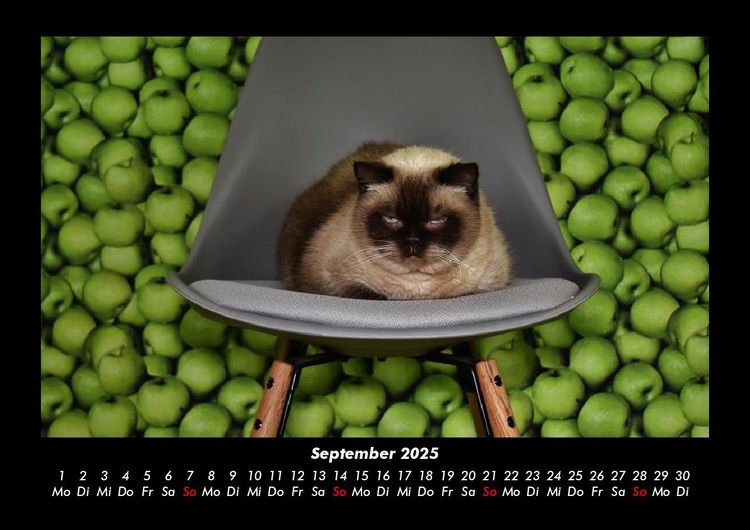 Produktbild: F&uuml;r Katzenfreunde 2025 Fotokalender DIN A3