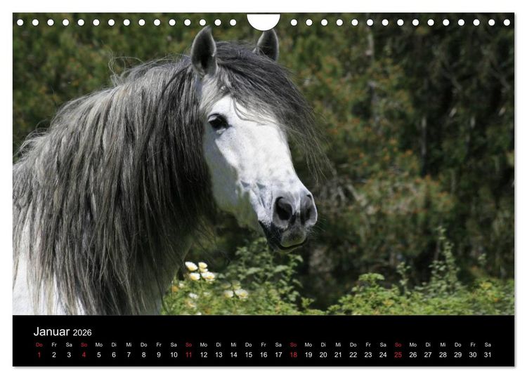 Produktbild: Caballos Spanische Pferde 2026 (Wandkalender 2026 DIN A4 quer), CALVENDO Monatskalender