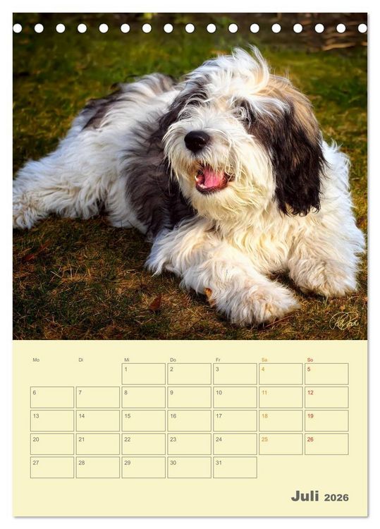 Produktbild: PON-Welpen - jeder Tag ein gro&szlig;es Abenteuer / Planer (Tischkalender 2026 DIN A5 hoch), CALVENDO Monatskalender