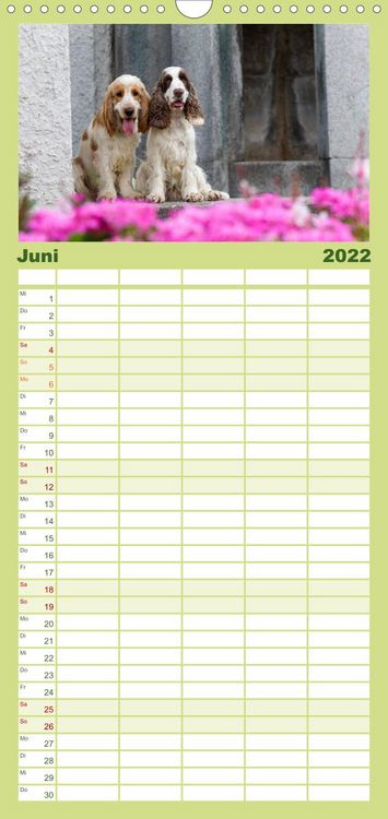 Produktbild: Familienplaner English Cocker Spaniel - Fr&ouml;hliche Gesellen (Wandkalender 2022 , 21 cm x 45 cm, hoch)