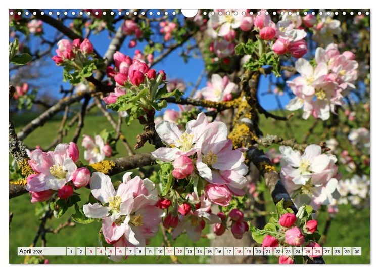Produktbild: Hegau-Landschaften (Wandkalender 2026 DIN A3 quer), CALVENDO Monatskalender