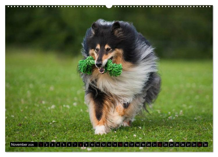 Produktbild: Collie - Mein bester Freund (Wandkalender 2026 DIN A2 quer), CALVENDO Monatskalender