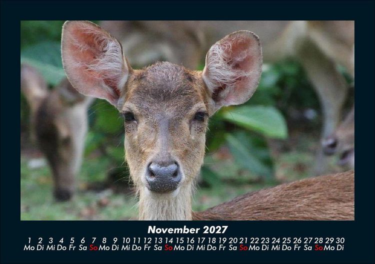 Produktbild: Der Tierkalender 2027 Fotokalender DIN A5