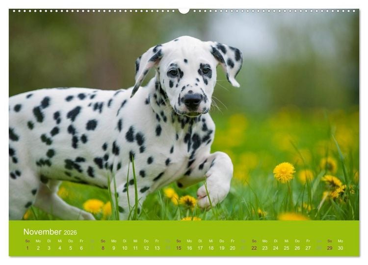 Produktbild: Dalmatiner 2026 (Wandkalender 2026 DIN A2 quer), CALVENDO Monatskalender