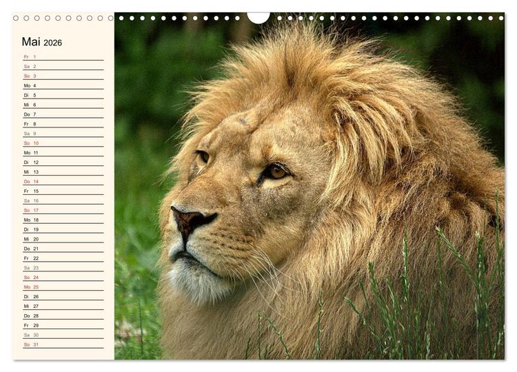 Produktbild: L&ouml;wen (Wandkalender 2026 DIN A3 quer), CALVENDO Monatskalender