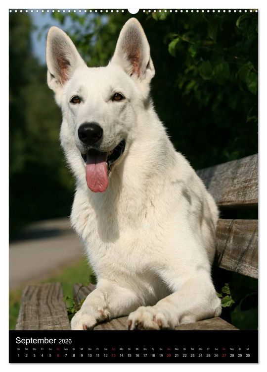 Produktbild: Deutscher Sch&auml;ferhund (Wandkalender 2026 DIN A2 hoch), CALVENDO Monatskalender