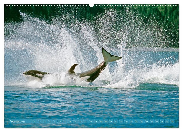 Produktbild: Orcas: Schwarz-wei&szlig;e Giganten (Wandkalender 2026 DIN A2 quer), CALVENDO Monatskalender