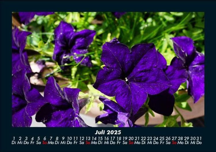 Produktbild: Blumenkalender 2025 Fotokalender DIN A5