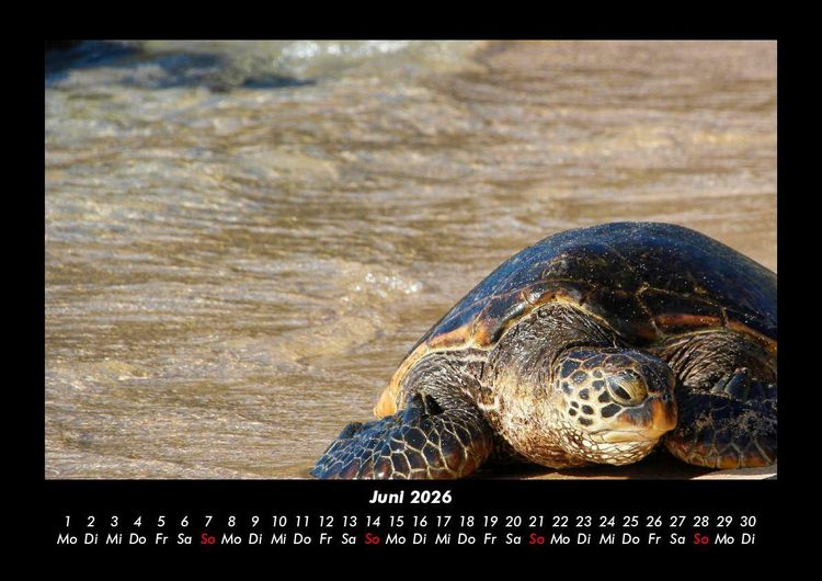 Produktbild: Schildkr&ouml;tenzauber 2026 Fotokalender DIN A3