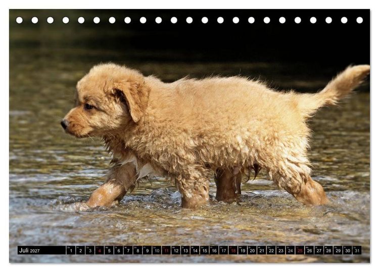 Produktbild: Nova Scotia Duck Tolling Retriever (Tischkalender 2027 DIN A5 quer), CALVENDO Monatskalender