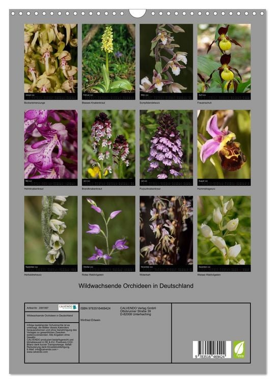 Produktbild: Wildwachsende Orchideen in Deutschland (Wandkalender 2026 DIN A3 hoch), CALVENDO Monatskalender