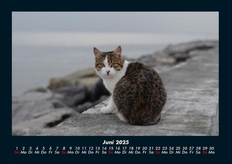 Produktbild: F&uuml;r Katzenfreunde 2025 Fotokalender DIN A4