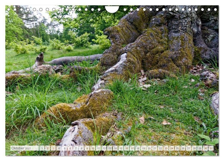 Produktbild: Hutewald Halloh - Baumriesen aus vergangenen Zeiten (Wandkalender 2027 DIN A4 quer), CALVENDO Monatskalender