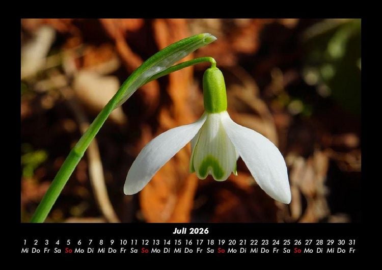 Produktbild: Blumenkalender 2026 Fotokalender DIN A3