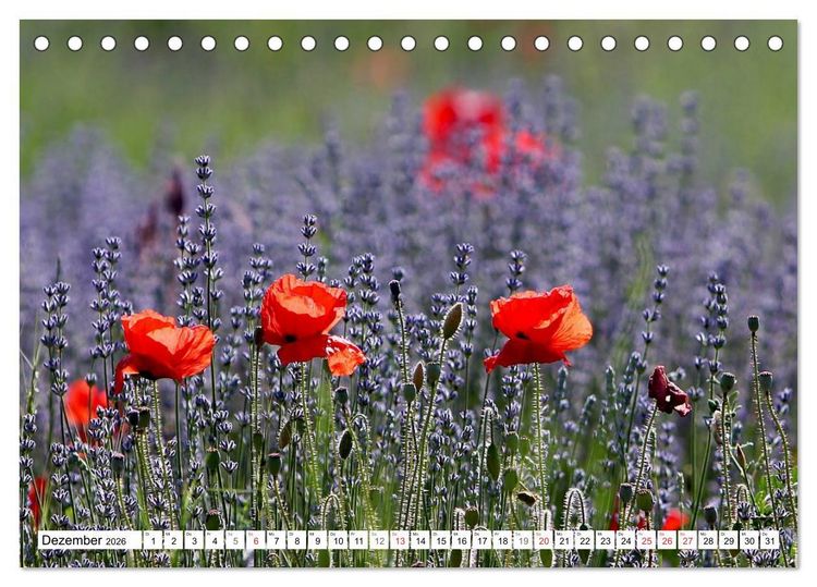 Produktbild: MohnTage (Tischkalender 2026 DIN A5 quer), CALVENDO Monatskalender