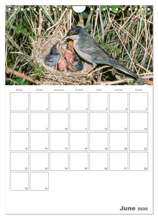Produktbild: At the dawn of life the secret life of passerines (Wall Calendar 2026 DIN A4 portrait), CALVENDO 12 Month Wall Calendar