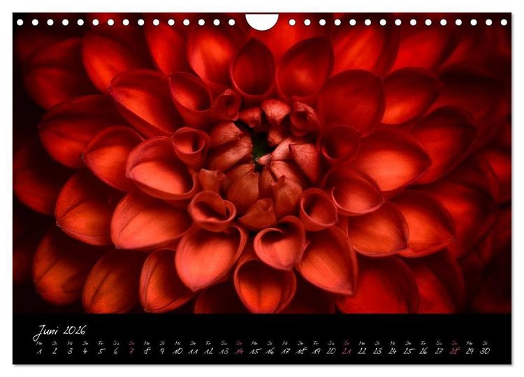 Produktbild: Serenade - Visuelle Musik der Blumen (Wandkalender 2026 DIN A4 quer), CALVENDO Monatskalender