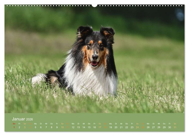 Produktbild: Fantastische Collies - Sieger der Herzen (Wandkalender 2026 DIN A2 quer), CALVENDO Monatskalender