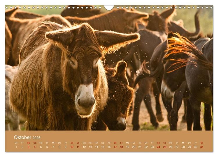 Produktbild: Baudet de Poitou - Seltene franz&ouml;sische Langohren (Wandkalender 2026 DIN A3 quer), CALVENDO Monatskalender