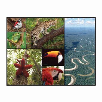 Produktbild: AMBASSADOR - Bodenpuzzle Amazonas 48 Teile
