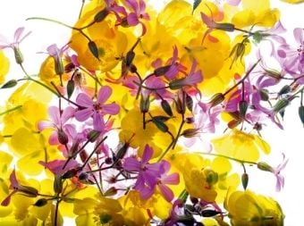 Produktbild: Wald- und Wiesenbl&uuml;mchen (Puzzle)