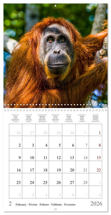 Produktbild: Orangutans in the jungle of Sumatra (Wall Calendar 2026 12 &times; 12 Inch) CALVENDO 12 Month Wall Calendar