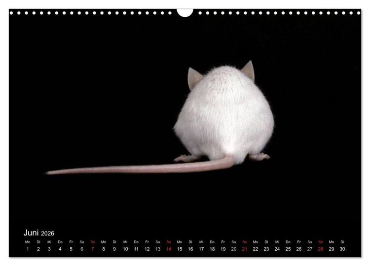 Produktbild: S&uuml;&szlig;e M&auml;use und Coole Ratten (Wandkalender 2026 DIN A3 quer), CALVENDO Monatskalender