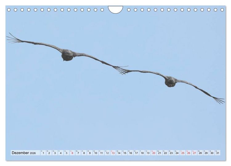 Produktbild: Kraniche auf dem Weg nach S&uuml;den (Wandkalender 2026 DIN A4 quer), CALVENDO Monatskalender