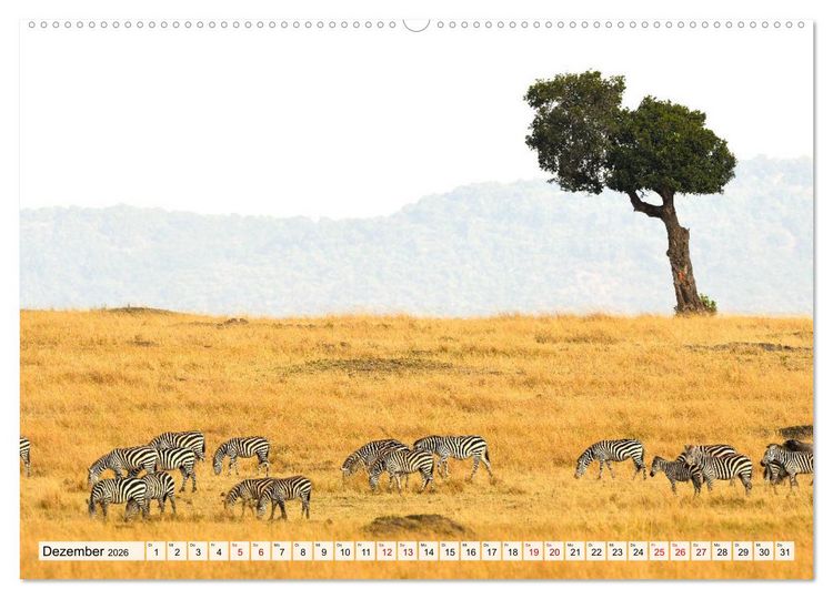 Produktbild: Faszination Afrika: Zebras (Wandkalender 2026 DIN A2 quer), CALVENDO Monatskalender