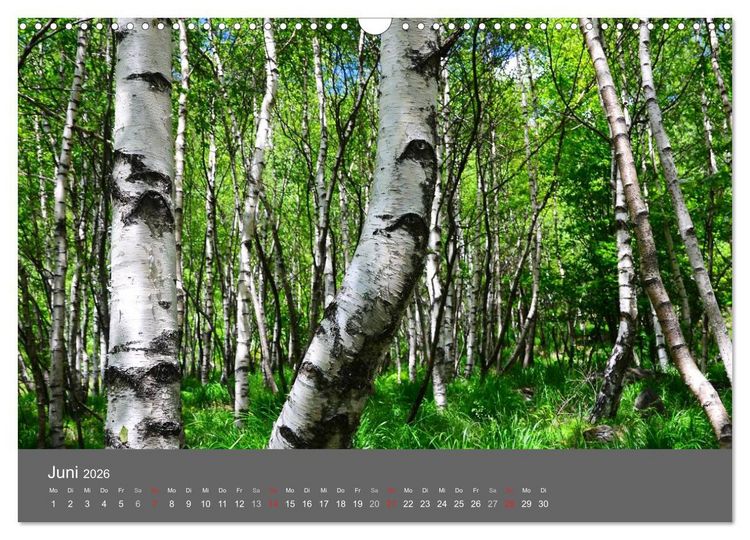 Produktbild: B&auml;ume (Wandkalender 2026 DIN A3 quer), CALVENDO Monatskalender