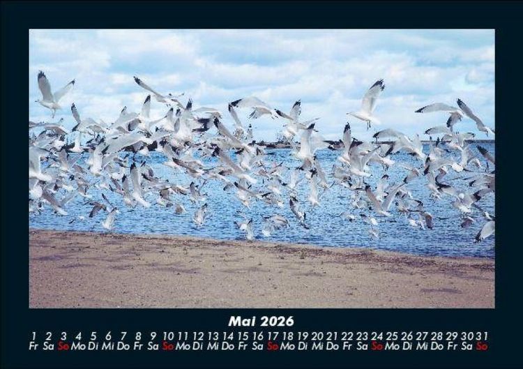 Produktbild: M&ouml;wen 2026 Fotokalender DIN A5