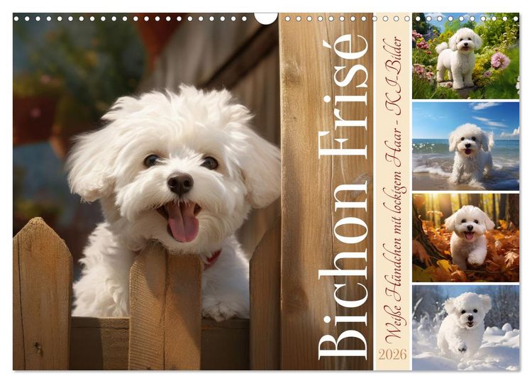 Produktbild: Bichon fris&eacute;, wei&szlig;e H&uuml;ndchen mit lockigem Haar (Wandkalender 2026 DIN A3 quer), CALVENDO Monatskalender