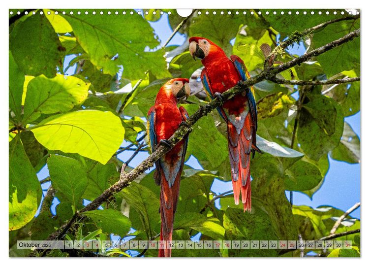 Produktbild: Phantastische Vogelwelt Costa Rica (Wandkalender 2026 DIN A3 quer), CALVENDO Monatskalender
